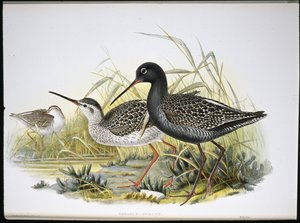 Plettet rødben (Totanus Fuscus) (håndfarvet litho) af John (after) Gould