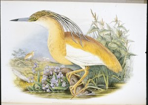 Squacco Heron (Buphus Comatus) (håndfarvet litho)