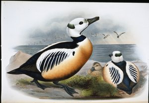 Stellers and (Eniconetta Stelleri) (håndfarvet litho)