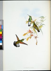 Stripe-hale kolibri (Eupherusa Eximia) (håndfarvet litho) af John (after) Gould
