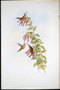 Stribet eremit (Phaethornis Striigularis) (håndfarvet litho) af John (after) Gould
