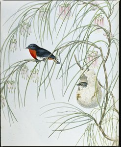 Swallow Dicaeum (håndfarvede figurer) af John (after) Gould