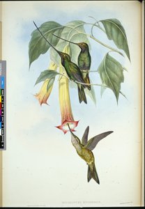 Sværdnæb (Docimastes Ensiferus) (håndfarvet litho) af John (after) Gould