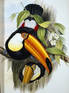 Toco Toucan (Ramphastos Toco) (håndfarvet litho)