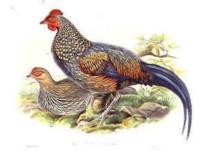 To asiatiske fasaner (Gallus Sonneratii) indgraveret af kunstneren og William Hart (1823-1894) (litho) af John (after) Gould