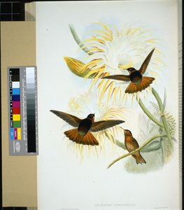 Venezuelansk Stenura (panychlora stenura) og (panychlora Russata) (håndfarvet litho) af John (after) Gould