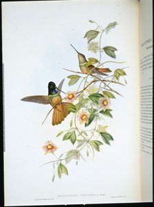 Violethalset stjernefront (Helianthea Violifera) (håndfarvet litho) af John (after) Gould