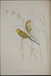 Warbling Grass Papegøje (Melopsittacus Undulatus) (håndfarvet litho) af John (after) Gould