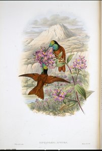 Warszewiczs regnbuekolibri (Diphlogaena Aurora) (håndfarvet litho) af John (after) Gould
