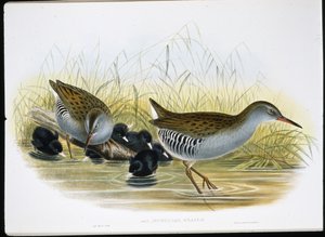 Vandskinne (Rallus Aquaticus) (håndfarvet litho) af John (after) Gould