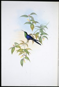 Watertons trænymfe (Thalurania Watertoni) (håndfarvet litho) af John (after) Gould