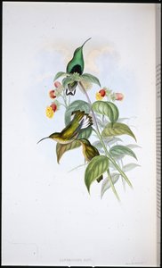 Hvidhalet fløjlsbryst (Lafresnaya Gayi) (håndfarvet litho) af John (after) Gould