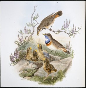Hvidstrubet blåbryst (Cyanecula Leucocyana) (håndfarvet litho) af John (after) Gould