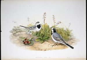 Hvid vipstjert (Motacilla Alba) (håndfarvet litho) af John (after) Gould