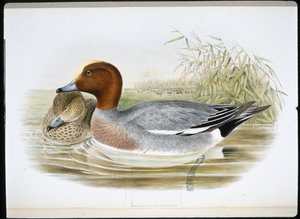 Widgeon (Mareca Penelope) (håndfarvet litho) af John (after) Gould