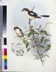 Skovsnakkeskrike (Enneoctonus Rufus) (håndfarvet litho)