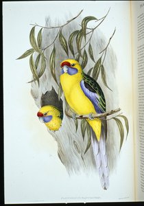 Gulbuget parakit (platycercus flaviventris) (håndfarvet litho) af John (after) Gould
