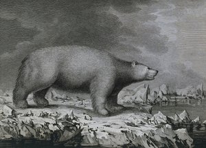 Isbjørn, gravering af Peter Mazel efter tegning af John Webber (1750-1793) lavet under James Cooks tredje rejse