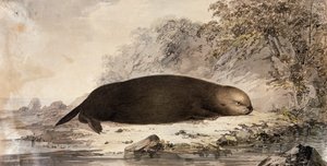 Sea Otter, gravering efter tegning af John Webber (1750-1793) lavet under James Cooks tredje rejse