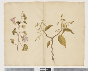 F.13 Ipomea Pes, ged; Celtis paniculata, ca. 1790-95 (akvarel og blæk på papir)