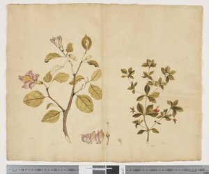 F.15 Lagunaria Patersonia; Alyxia gynopogon, ca. 1790-95 (akvarel og blæk på papir)