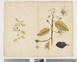 F.18 Tetragonia implexicom; Caparis nobilis 