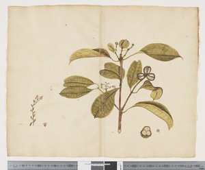 F.19 Samolus repens; Baloghia lucida, ca. 1790-95 (blæk & akvarel på papir)