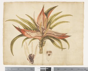 F.1 Freycinetia baueriana, ca. 1790-95 (akvarel og blæk på papir)