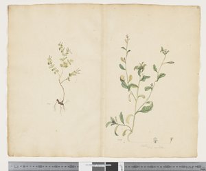 F.25 Euphorbia sparrmannii; Lobelia alata, ca. 1790-95 (akvarel og blæk på papir)