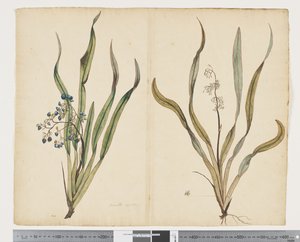 F.29 Dianella intermedia, ca. 1790-95 (akvarel og blæk på papir)
