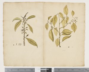 F.2 Mørk nærsynethed; Celtic paniculate, ca. 1790-95 (akvarel og blæk på papir)