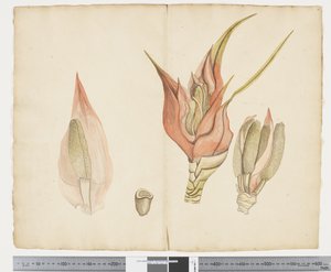 F.33 Freycinetia baueriana, ca. 1790-95 (blæk og akvarel på papir)