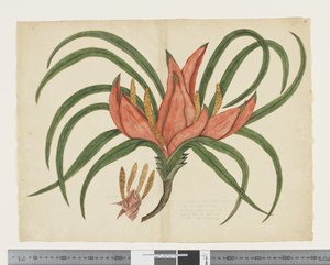 F.36 Freycinetia baueriana, ca. 1790-95 (akvarel og blæk på papir)