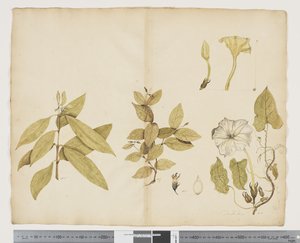 F.6 Wikstroemia Australis; Ipomea, ca. 1790-95 (akvarel og blæk på papir)