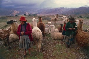 Peruvianske kvinder og flok lamaer (foto) af Walter Charles Mills