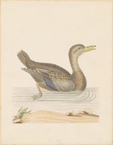 Roan Duck af John Abbot