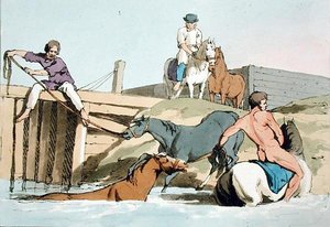 Badende heste, ætset af kunstneren, udgivet 1803 (farvelitografi) af John Augustus Atkinson