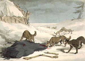 Ulvejagten, plade 74 fra bind III af 