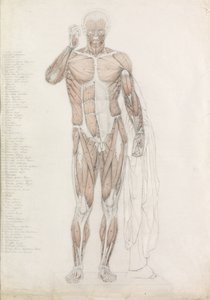 Anatomisk undersøgelse: menneskelig muskulatur, i Contrapposto af John Bathe