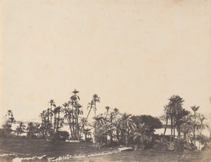 Undersøgelse af palmetræer, Nilens bredder, Kalabschi, 1853-54.