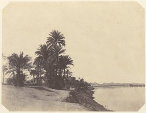 [Studier af daddelpalmer]. af John Beasley Greene