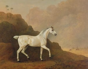 En grå arabisk hingst i et ørkenlandskab