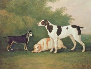 Tre hunde i et landskab