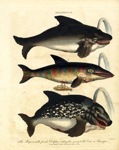 Delfinarter - marsvin og spækhuggere af John Chapman