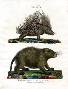 Hystrix (hulepindsvin)