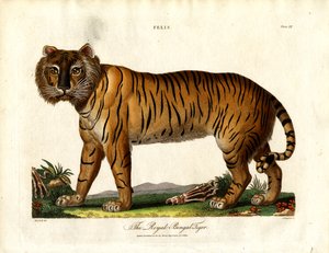 Den kongelige bengalske tiger (Felis Tigris) af John Chapman