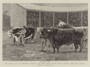 Dronningens salg af Shorthorn, Hereford og Devon Cattle på Prince Consort