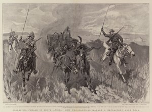 Indsamling af foder i Sydafrika, hvordan kolonialerne styrer et ildfast muldyrhold