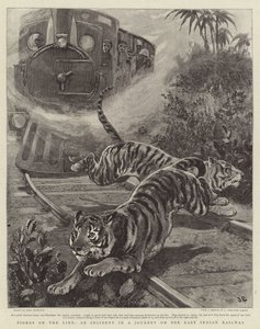 Tigre on the Line, en hændelse i en rejse på den østindiske jernbane