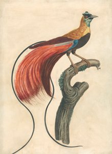 Red-Plumed Bird-of-Paradise (Paradise Apoda Raggiana), Sydøstlige New Guinea